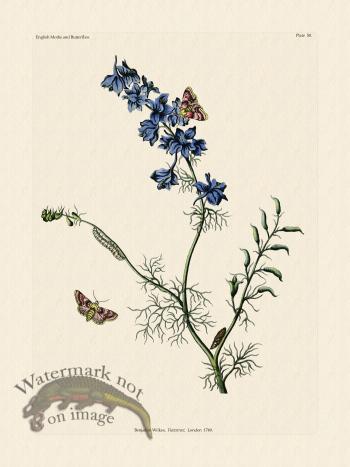 Wilkes Butterflies 050